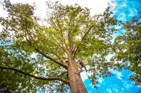Best Arborist Consultation Services  in Lake Jackson, TX