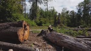 Best Firewood Processing and Delivery  in Lake Jackson, TX