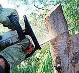 Best Commercial Tree Services  in Lake Jackson, TX