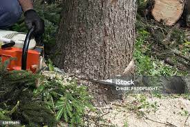 Best Tree Health Inspection  in Lake Jackson, TX