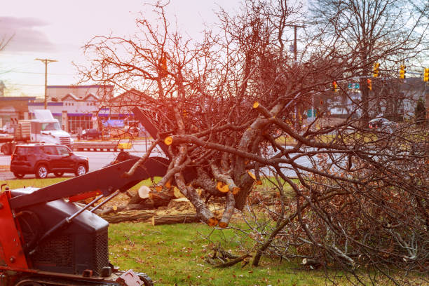 Best Tree Trimming and Pruning  in Lake Jackson, TX