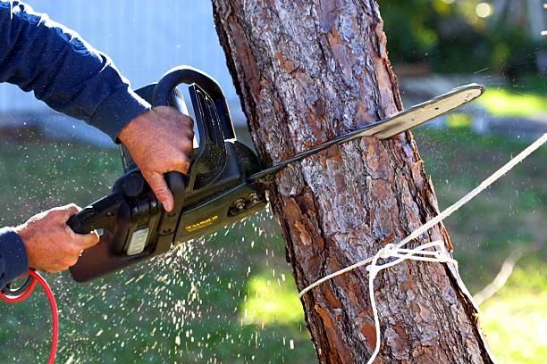 Best Palm Tree Trimming  in Lake Jackson, TX