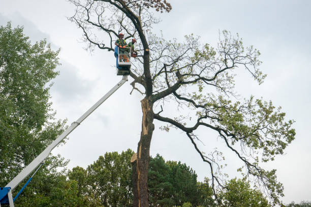Best Seasonal Cleanup (Spring/Fall)  in Lake Jackson, TX