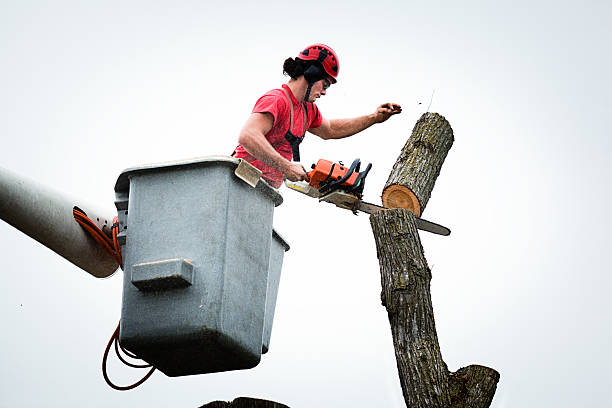 How Our Tree Care Process Works  in  Lake Jackson, TX