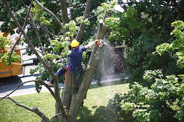 Best Utility Line Clearance  in Lake Jackson, TX