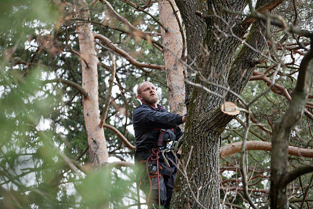Trusted Lake Jackson, TX Tree Care Experts