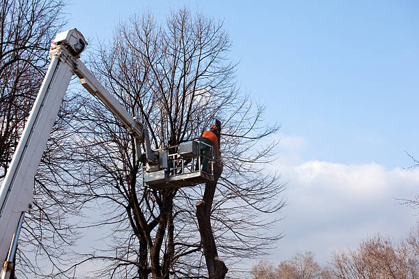 Best Aeration Services  in Lake Jackson, TX