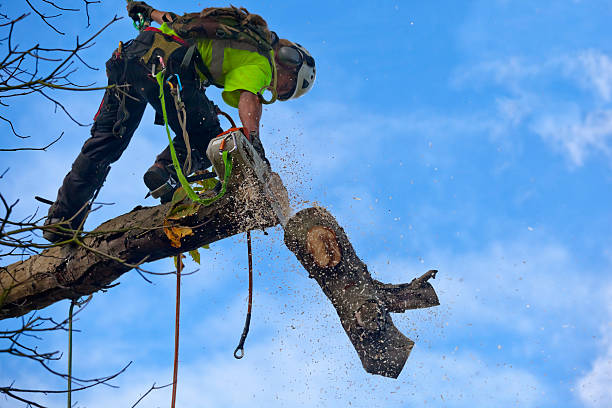  Lake Jackson, TX Tree Care Pros
