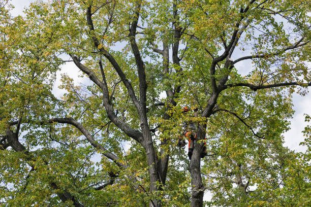 Best Leaf Removal  in Lake Jackson, TX