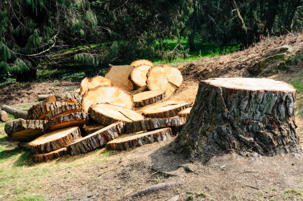 Best Tree Risk Assessment  in Lake Jackson, TX